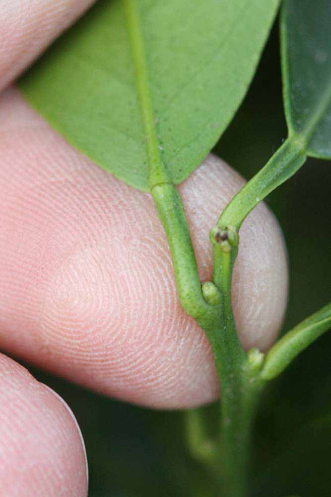              Petiole (Riverside, CA)       